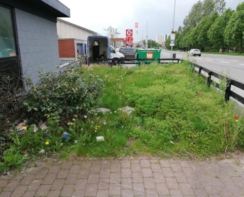 overgroet græs ved hus