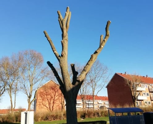 træ efter topkapning