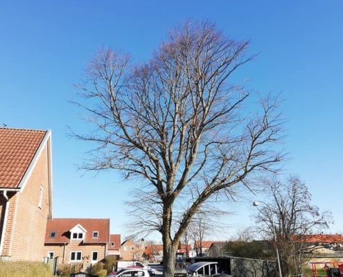 Træ før topkapning