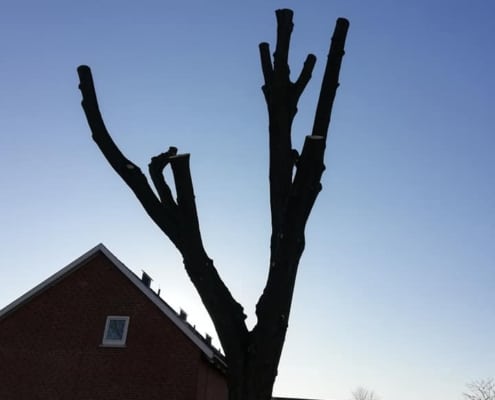 mørkt træ uden top